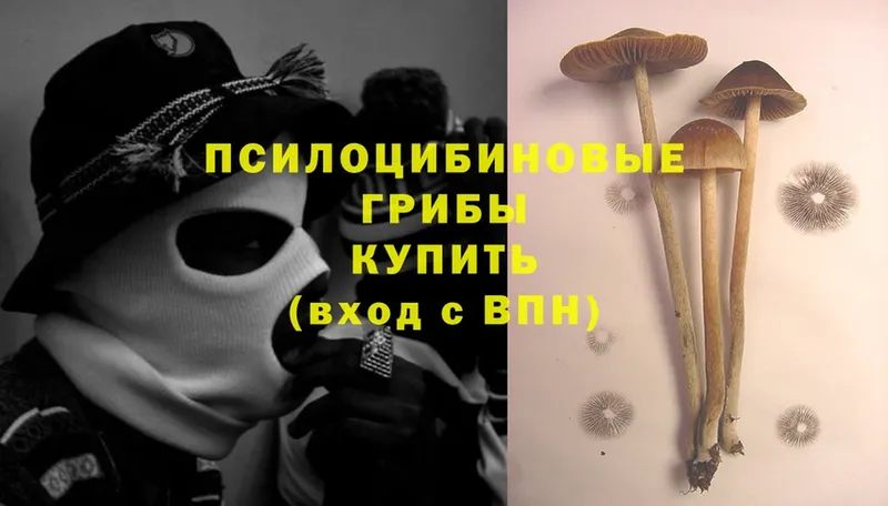 закладка  Рязань  Галлюциногенные грибы Psilocybine cubensis 